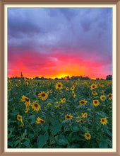 Sunrise Over Sunflower Field - Diamond Paintings - Diamond Art - Paint With Diamonds - Legendary DIY  | Free shipping | 50% Off