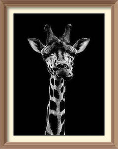 Black And White Giraffe - Diamond Paintings - Diamond Art - Paint With Diamonds - Legendary DIY  | Free shipping | 50% Off