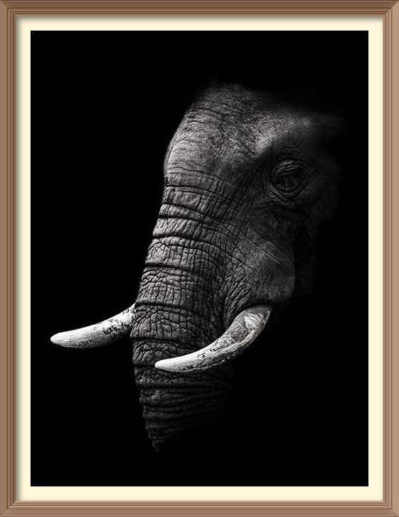 Black And White Old Elephant - Diamond Paintings - Diamond Art - Paint With Diamonds - Legendary DIY  | Free shipping | 50% Off
