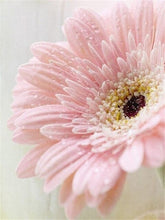 Pink Chrysanthemums 1