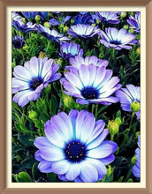 Blue Purble Chrysanthemums