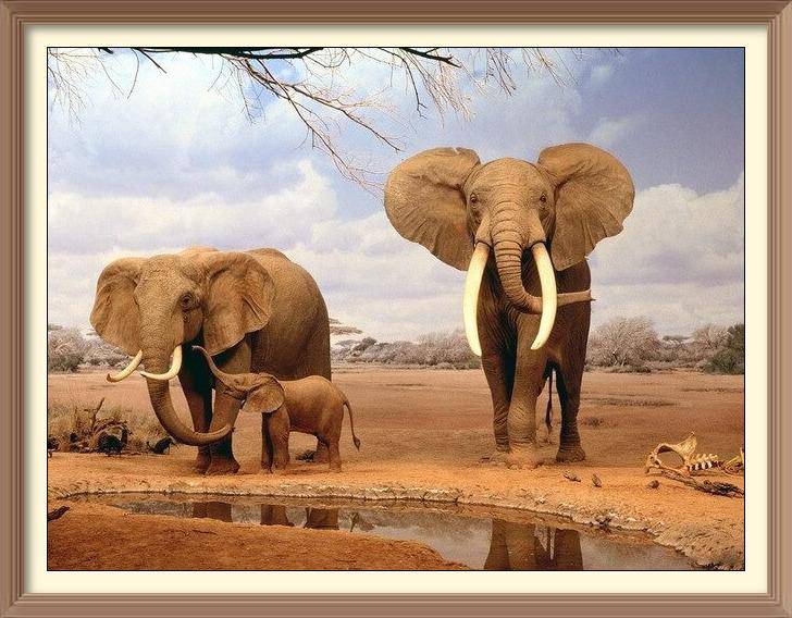 Elephant Family - Diamond Paintings - Diamond Art - Paint With Diamonds - Legendary DIY  | Free shipping | 50% Off