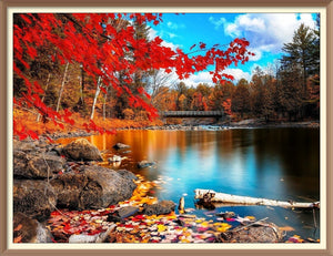 Maple Leaves By The River