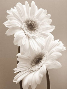 White Chrysanthemums 2