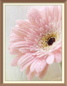 Pink Chrysanthemums 1