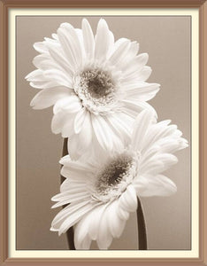 White Chrysanthemums 2